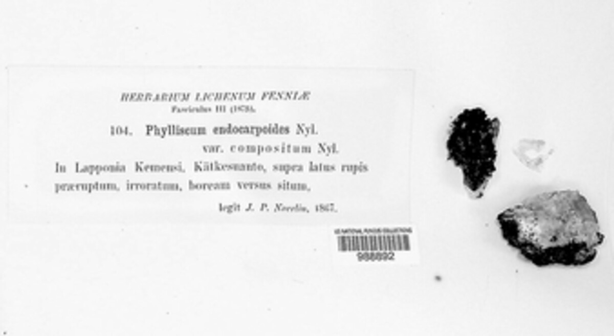 Phylliscum endocarpoides image
